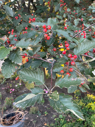 Swedish Whitebeam (Scandosorbus intermedia)