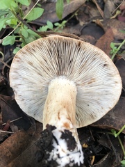 Tricholoma manzanitae