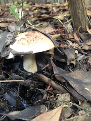 Tricholoma manzanitae