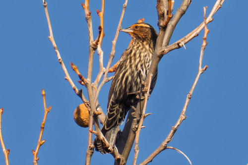 Red-winged Blackbird