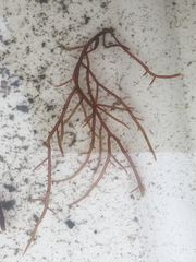 Gracilaria