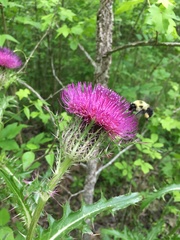 Cirsium horridulum vittatum
