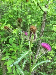 Cirsium horridulum vittatum