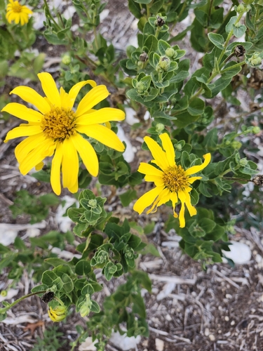 Lindheimer Crownbeard (Verbesina lindheimeri)