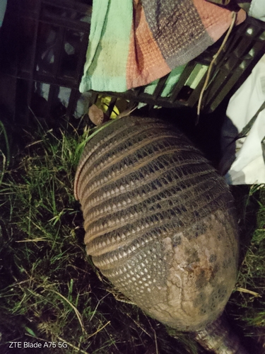 Southern Long-nosed Armadillo