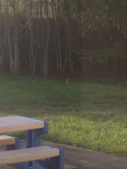 Sciurus carolinensis