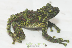 Theloderma corticale