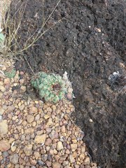 Discocactus catingicola