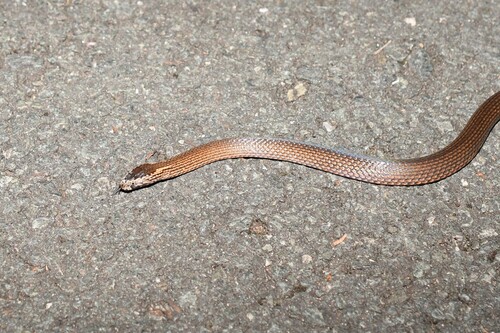 Golden-crowned Snake sighting