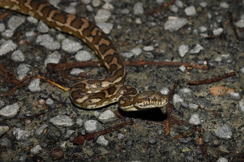 Coastal Carpet Python sighting