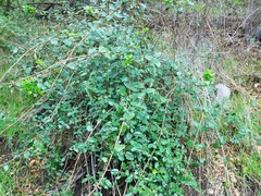 Lonicera subspicata