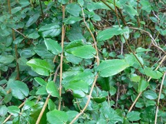 Lonicera subspicata