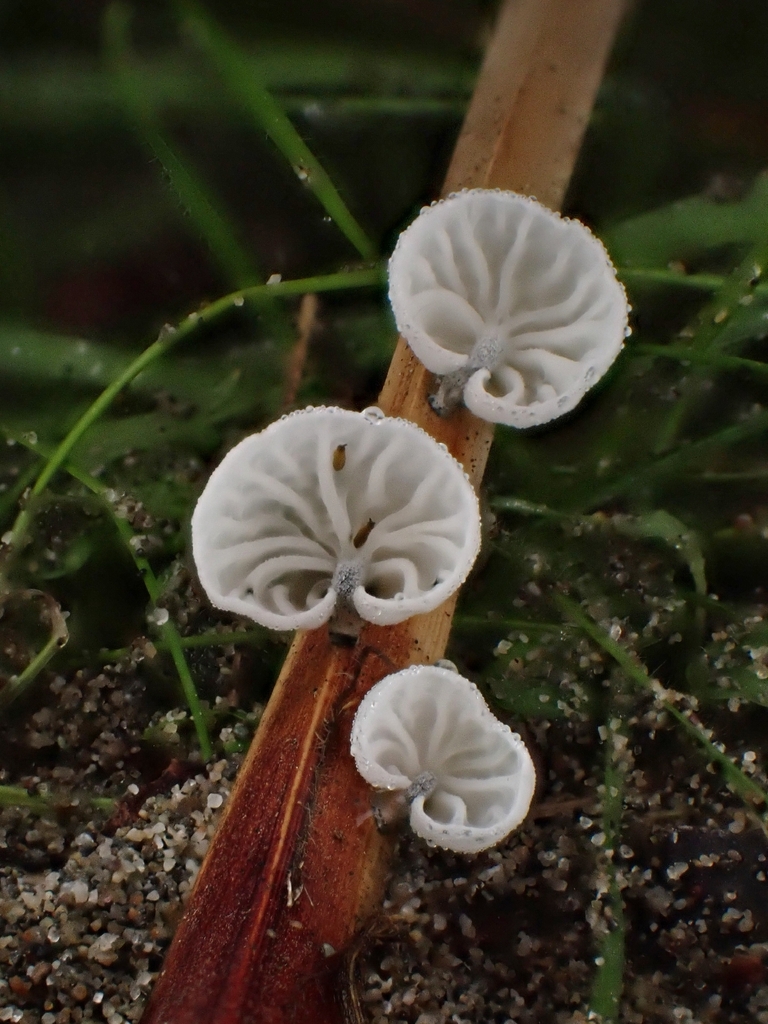 Metacampanella subdendrophora