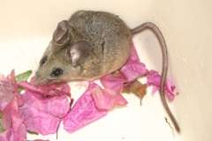 Peromyscus californicus