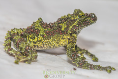 Theloderma corticale