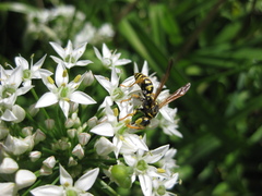 Polistes dominula
