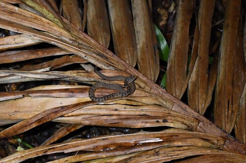 Rough-scaled Snake sighting