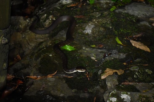 Rough-scaled Snake sighting