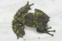 Theloderma corticale