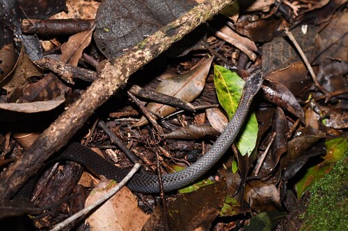 Golden-crowned Snake sighting