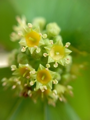 Sarcomphalus joazeiro, photograph (c) Gustavo Heleno Ferreira, some rights reserved (CC BY)