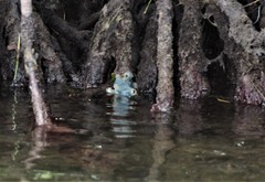 Haliclona caerulea