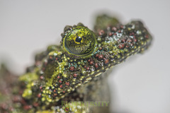 Theloderma corticale