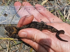 Dactylocnemis pacificus