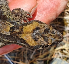 Dactylocnemis pacificus