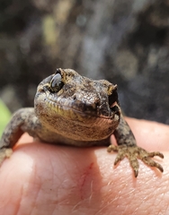 Dactylocnemis pacificus