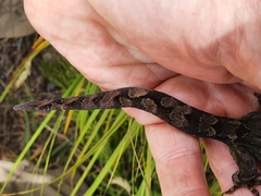 Dactylocnemis pacificus