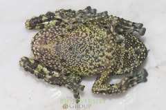 Theloderma corticale