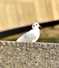 Chroicocephalus ridibundus