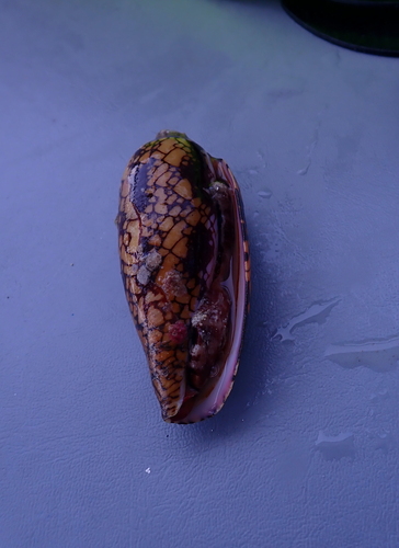 Conus aulicus observed 2025-11-08