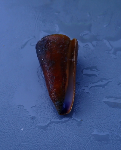 Conus emaciatus observed 2025-11-08
