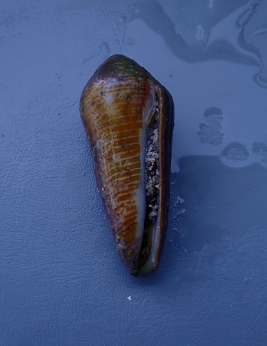 Conus terebra observed 2025-11-08
