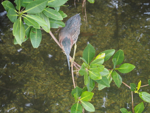 Butorides virescens image