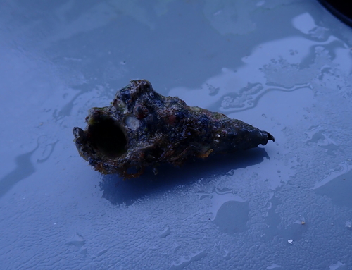 Cerithium nodulosum observed 2025-11-08