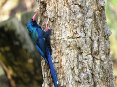 Phoeniculus purpureus marwitzi