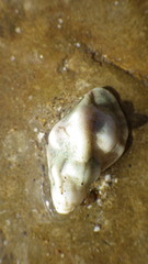 Pteropurpura