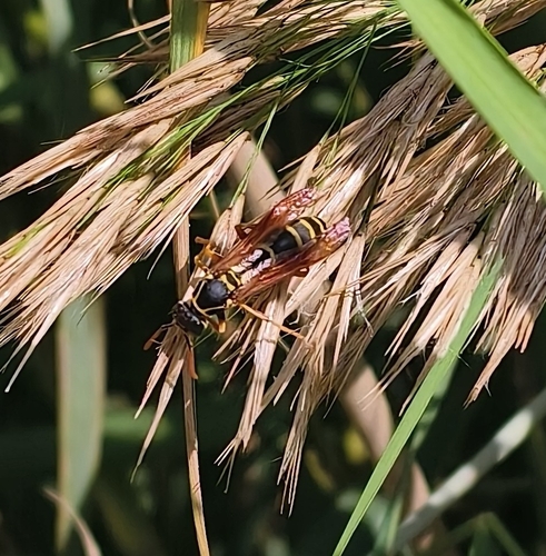 Asian Paper Wasp