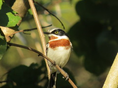 Batis molitor molitor