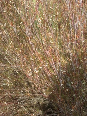 Dracophyllum subulatum