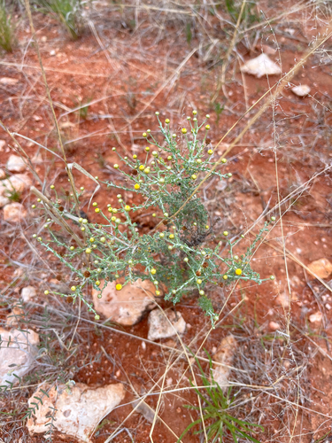 Good Karoo (Pentzia incana)