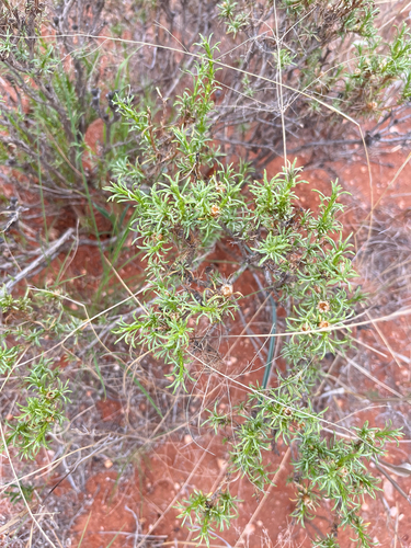 Silver Perdekaroo (Oedera humilis)