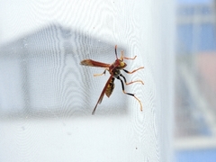 Polistes myersi