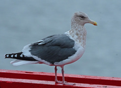 Slaty-Backed Gull photo 3