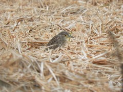 Nycticorax nycticorax