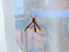Polistes myersi