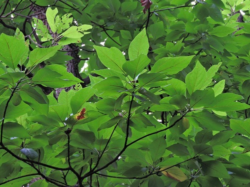 Image of Sassafras randaiense by (c) Jacy Chen, some rights reserved (CC BY)